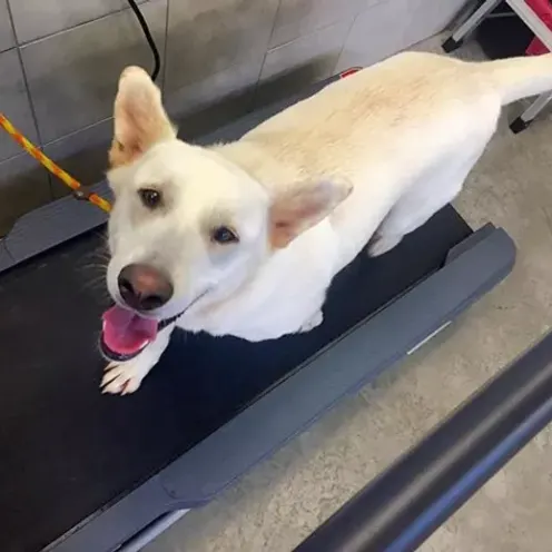 Dog walking on a treadmill